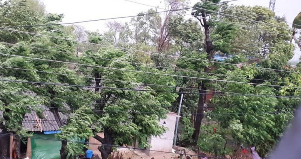 हावाहुरीले रुख ढल्दा दुई महिलाको ज्यान गयो